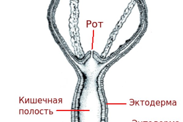 Www kraken 20at net